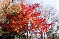 泉天ケ谷公園【モミジの紅葉】④20171203