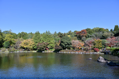 昭和記念公園【日本庭園：陽昌から見る池の景色】②20241119
