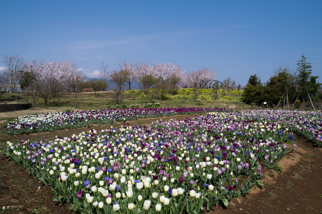 春の花菜ガーデン【チューリップ畑の眺め】②20200403