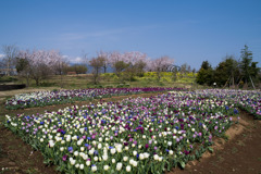 春の花菜ガーデン【チューリップ畑の眺め】②20200403