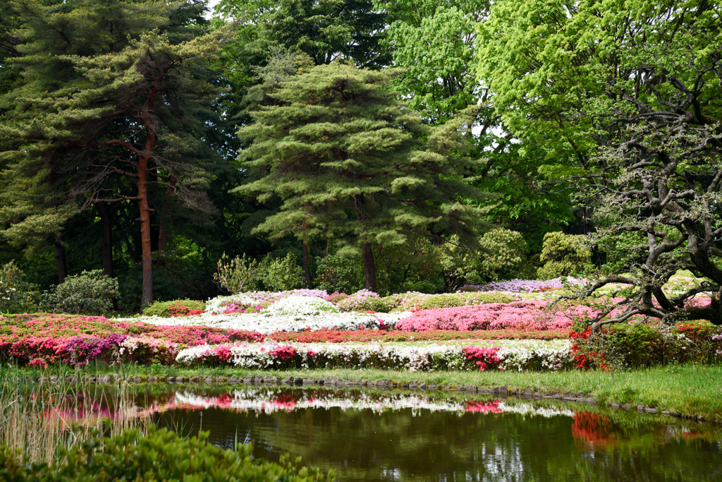 神代植物公園【つつじ園：遠景】③20240425