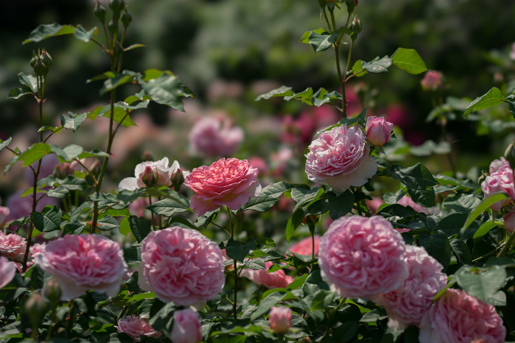谷津バラ園【薔薇：ラジオ・タイムス】20170521