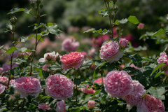 谷津バラ園【薔薇：ラジオ・タイムス】20170521