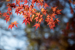神代植物公園【かえで園： 灯籠付近】②20191214
