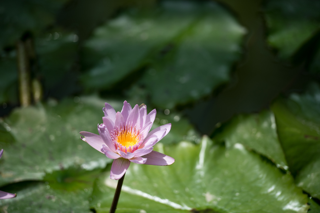 神代植物公園【温室の花：熱帯スイレン(ジェネラル・パーシング)】20230712
