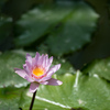 神代植物公園【温室の花：熱帯スイレン(ジェネラル・パーシング)】20230712