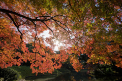 小石川後楽園【船着場付近の紅葉】②20171126
