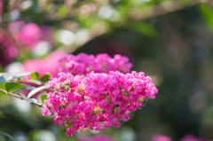 【大船植物園(百日紅：ディア・ウィーピング)】③20150802
