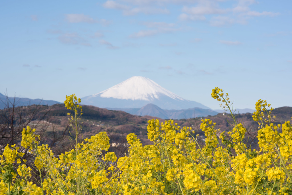 吾妻山公園【菜の花畑：Nikkor 85mm f1.4】②20190104