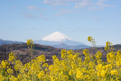 吾妻山公園【菜の花畑：Nikkor 85mm f1.4】②20190104