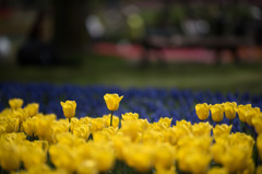 【昭和記念公園(イエローフライト)】20150418