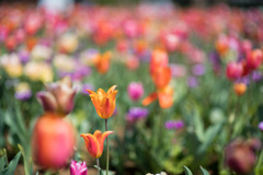花菜ガーデン【チューリップ：Nikkor_85mm】⑦20210411