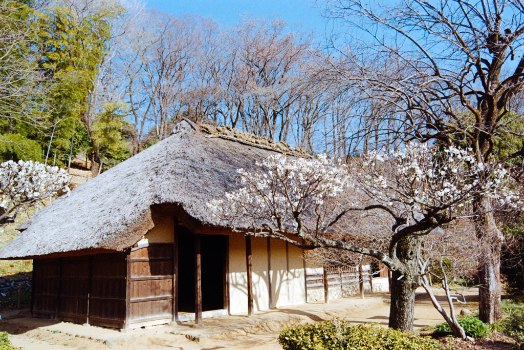 薬師池公園【旧永井家と梅】③20220312銀塩NLP