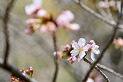 王禅寺ふるさと公園【玉縄桜：アップ】②20250301