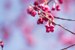 新宿御苑【寒緋桜】20170311