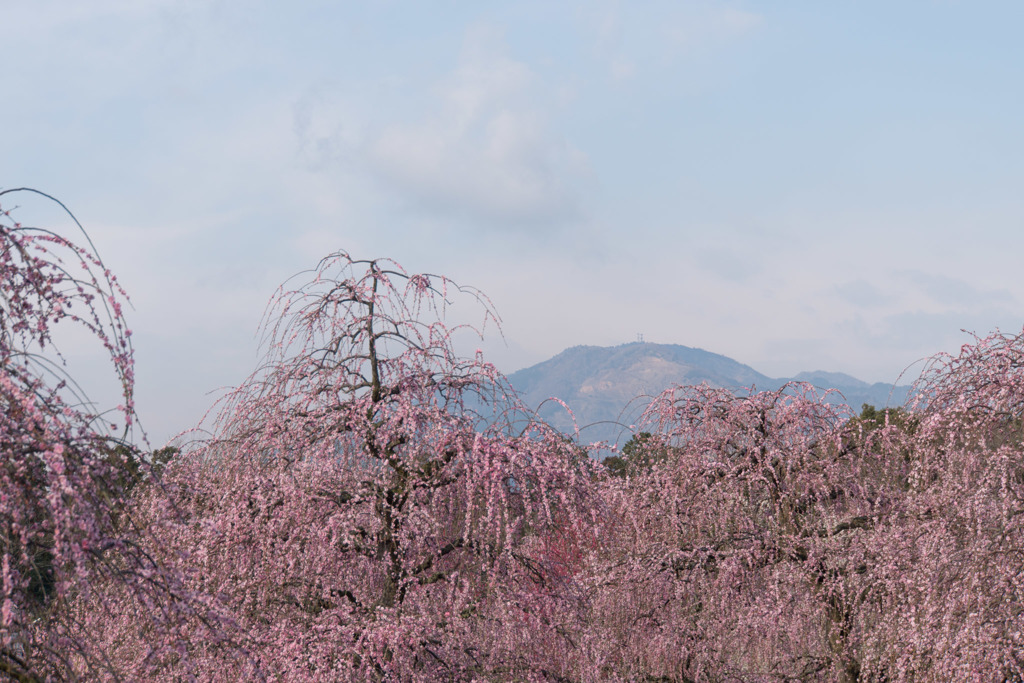 鈴鹿の森庭園【しだれ梅(早朝)】④20190316