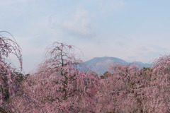 鈴鹿の森庭園【しだれ梅(早朝)】④20190316