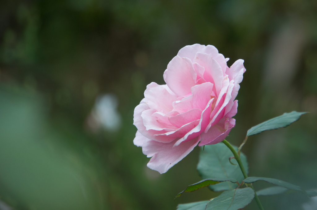 【花菜ガーデン(薔薇：ヘルシューレン)】20161010