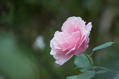【花菜ガーデン(薔薇：ヘルシューレン)】20161010