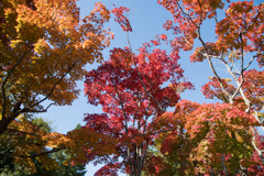 昭和記念公園【日本庭園：紅葉の様子】②20201114
