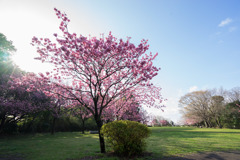 本牧山頂公園【横浜緋桜の眺め】③20180324