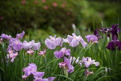 薬師池公園【花菖蒲(薄紫系)】①20200531