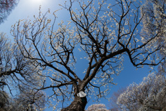 府中市郷土の森【梅：白加賀】①20210223