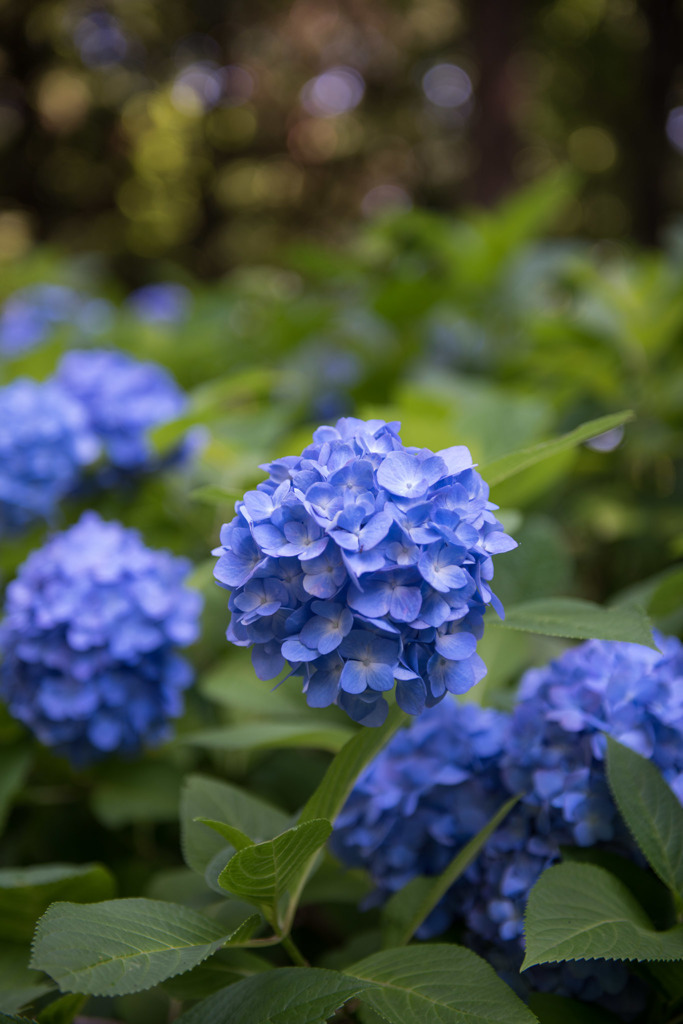【相模原北公園(紫陽花：ヒメアジサイ)】20160611