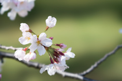 小石川植物園【桜：染井吉野】④20210323