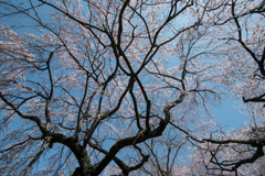 新宿御苑【桜：枝垂れ桜】①20230314