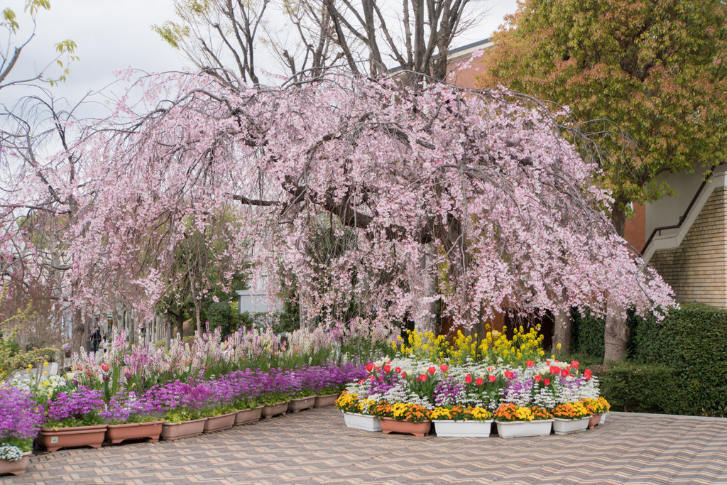 近所の緑道【えだきん商店街の枝垂れ桜】①20200328