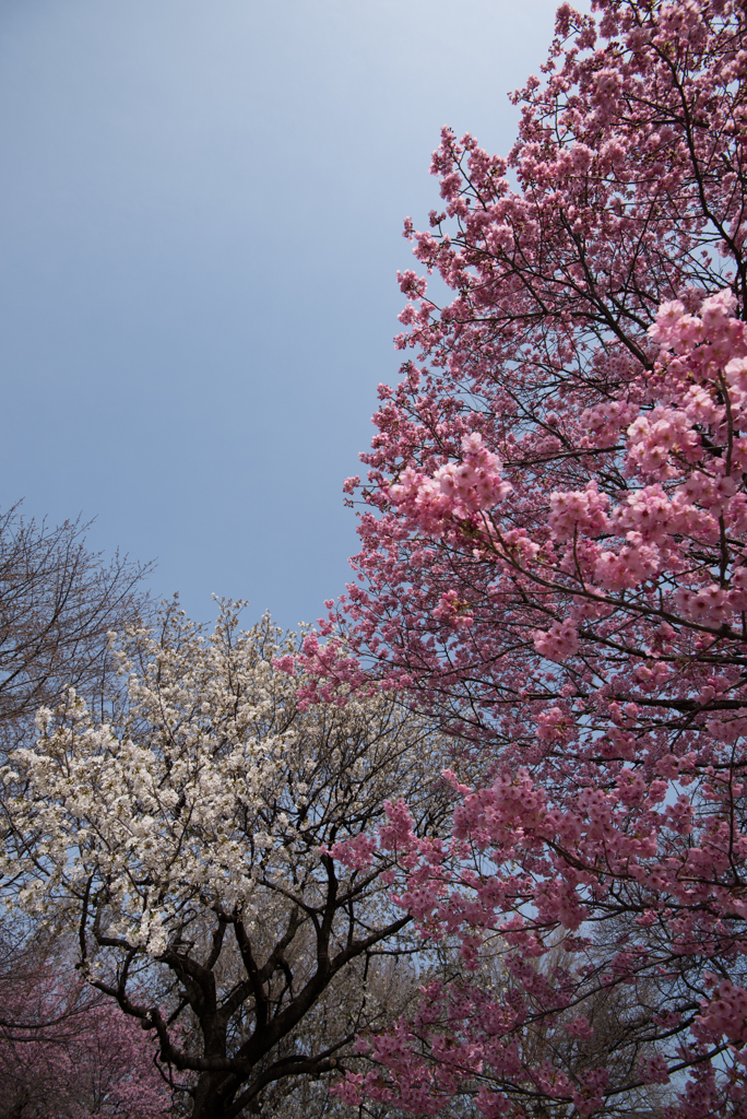 新宿御苑【桜：陽光】②20170325