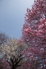 新宿御苑【桜：陽光】②20170325