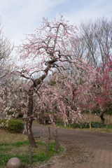 府中市郷土の森【梅：藤牡丹枝垂】20170304