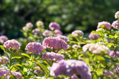 相模原北公園【紫陽花： ザ・クリスマス】②20190616