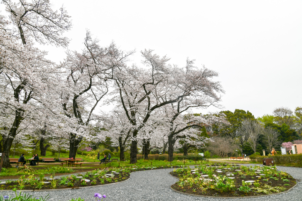 神代植物公園【サクラ：築山付近の眺め】③20240406