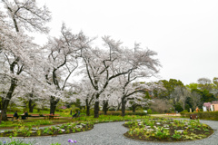 神代植物公園【サクラ：築山付近の眺め】③20240406