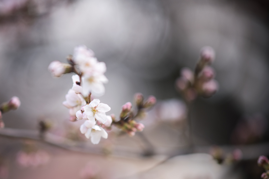 新宿御苑【桜：染井吉野】②20230314