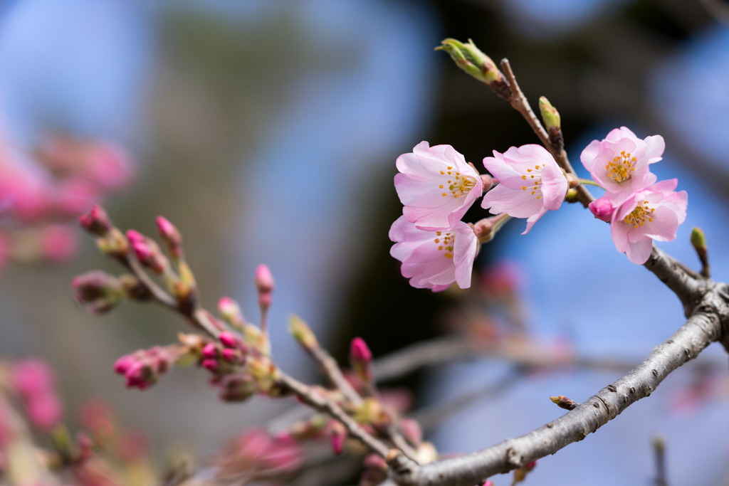 早春の神代植物公園【サクラ：神代曙】①20200315