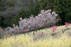 花桃の丘【遠景】②20220321