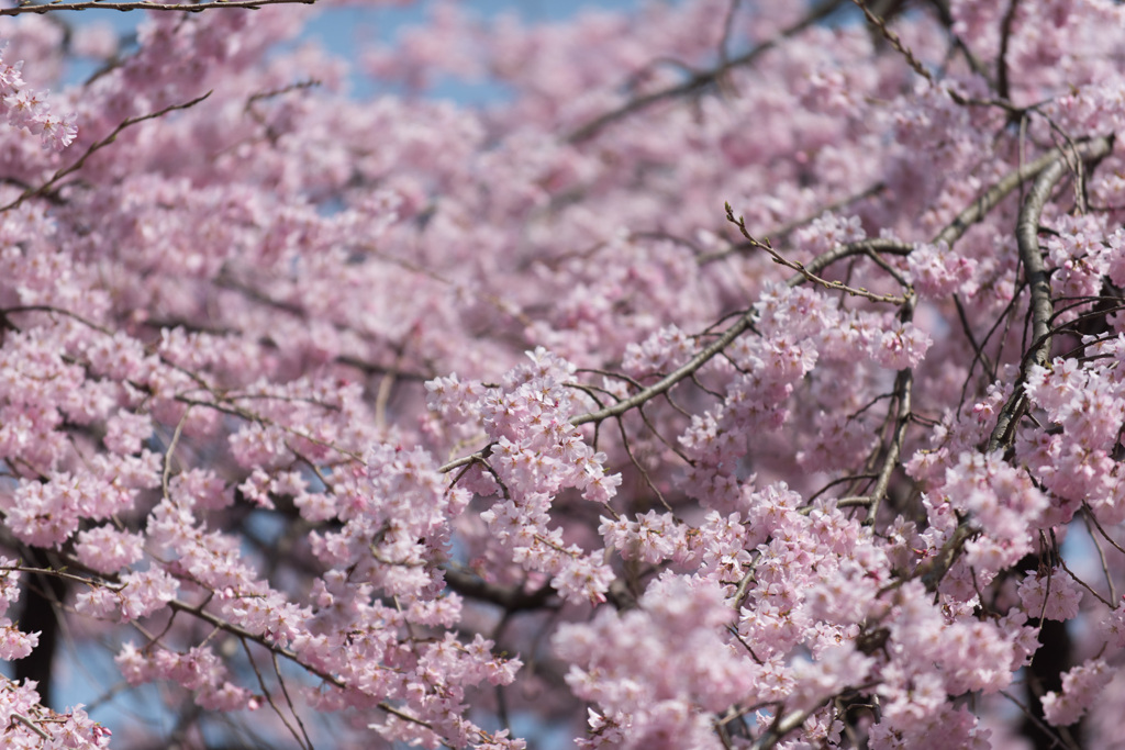 【新宿御苑(枝垂桜)】④20150322