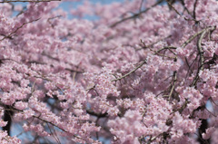 【新宿御苑(枝垂桜)】④20150322