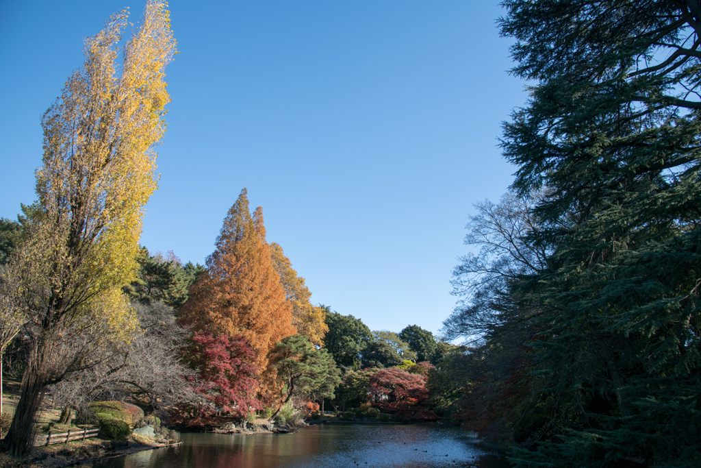 都内紅葉名所巡り4【新宿御苑：下の池の紅葉】①20211128