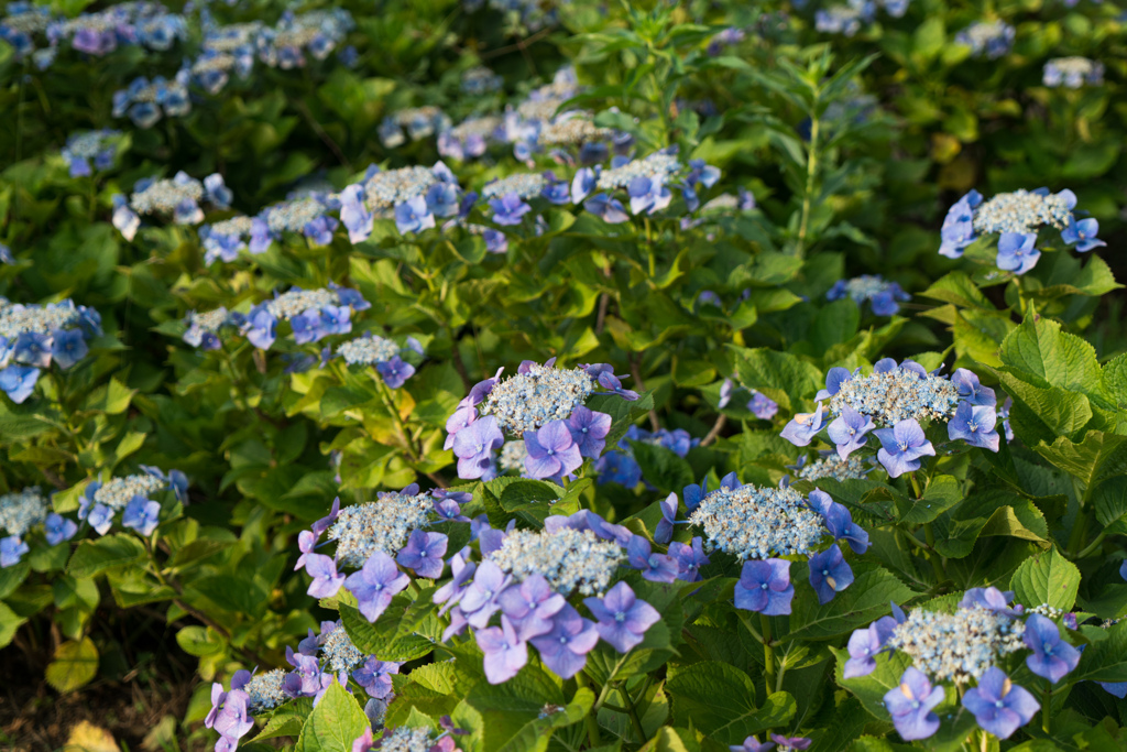 相模原北公園【紫陽花：ブルースカイ】①20230619