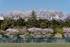 近所のサクラ【国学院大学】②20200404