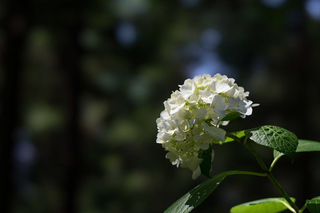 薬師池公園【白系紫陽花】①20170617