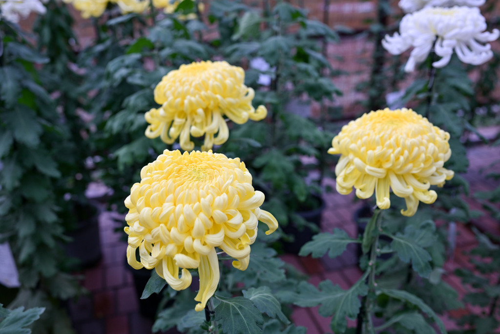 大船フラワーセンター【菊：黄系】20251102