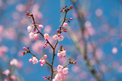 花菜ガーデン【桜：雅（ミヤビ）】①20210314