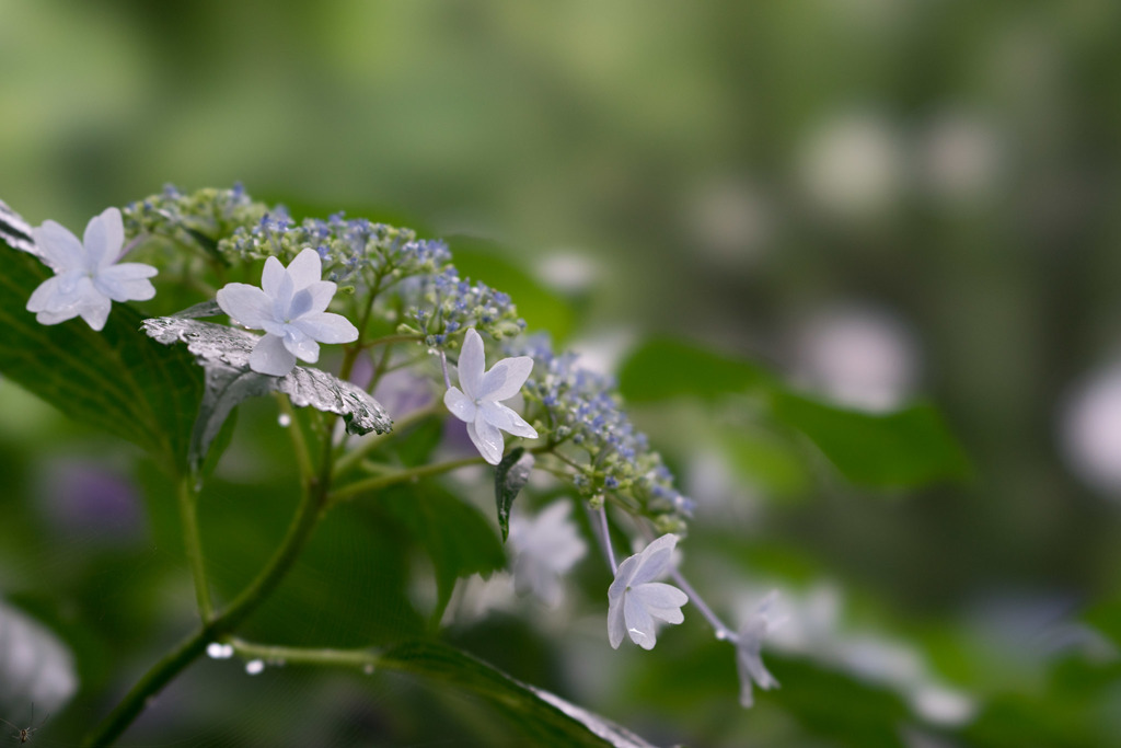 昭和記念公園【白色の額紫陽花】①20170701