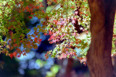 都心紅葉名所巡り【六義園：紅葉】②20201128